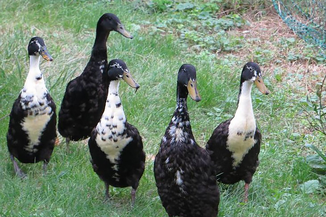 Indische Laufenten. Hier 5 meiner 7 Tiere.