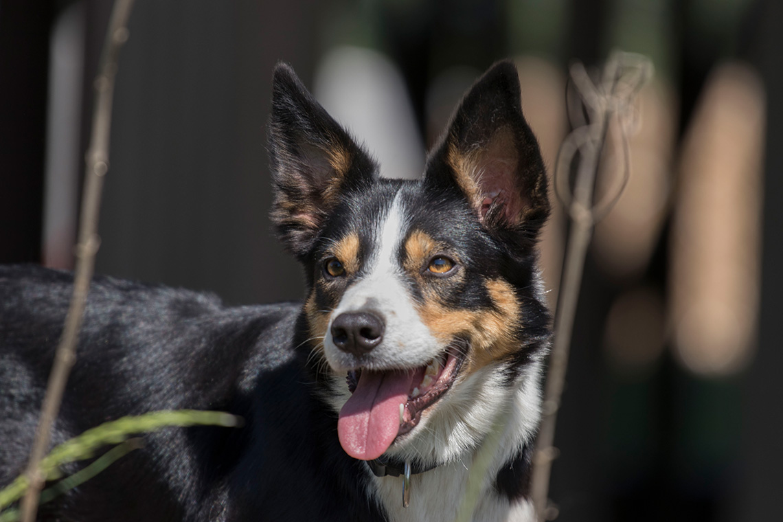 Border Collie Hündin Abby - Arbeitslinie