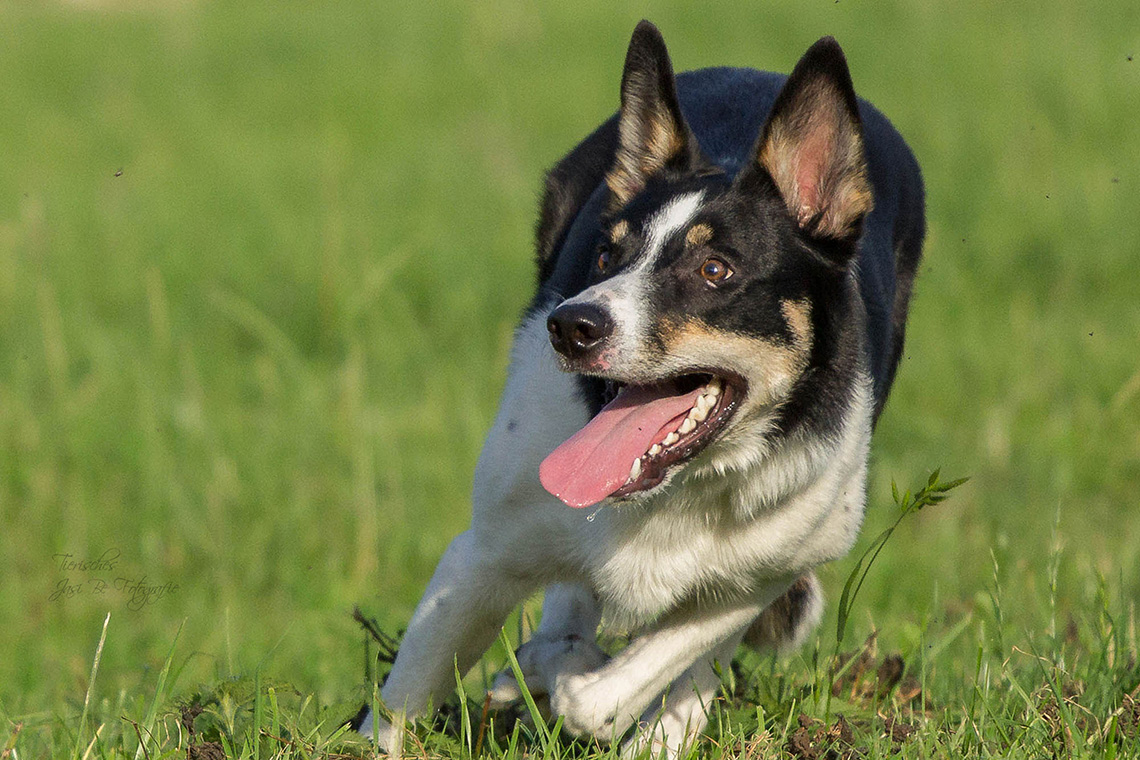 Border Collie Hündin May - Bei der Arbeit