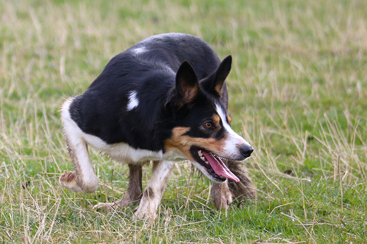 Abby - Bei der Arbeit